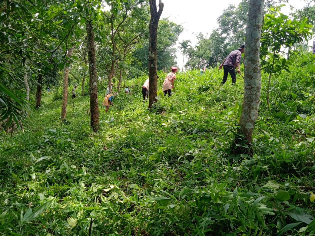 G:\Medical Leave Gordon\VILLAGE REPORT PICTURES\JIRANG BLOCK\Nonglum\available\5.Horticulture\WhatsApp Image 2023-02-20 at 22.23.47.jpeg